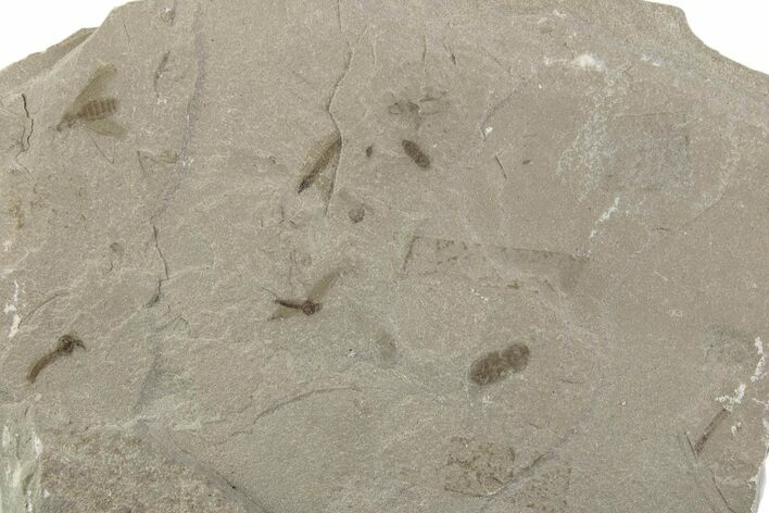 Fossil Insect (Crane Fly, Beetle & Fly) Plate - Utah #377090